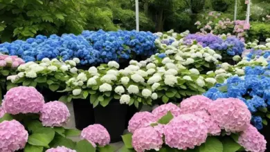 Photo of Купить гортензии в питомнике ГОРТЕНЗИЯ SHOP с доставкой